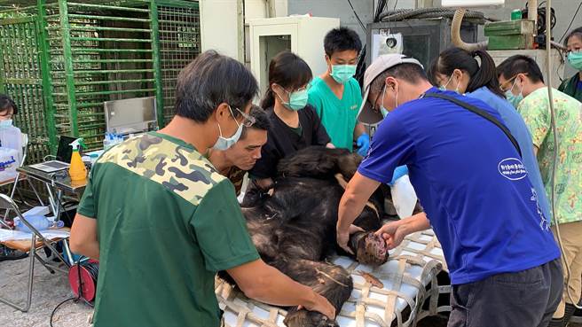 兽医师发现黑熊左前掌第一指骨外露，进行截骨手术及伤口处理。（东势林管处提供／王文吉台中传真）