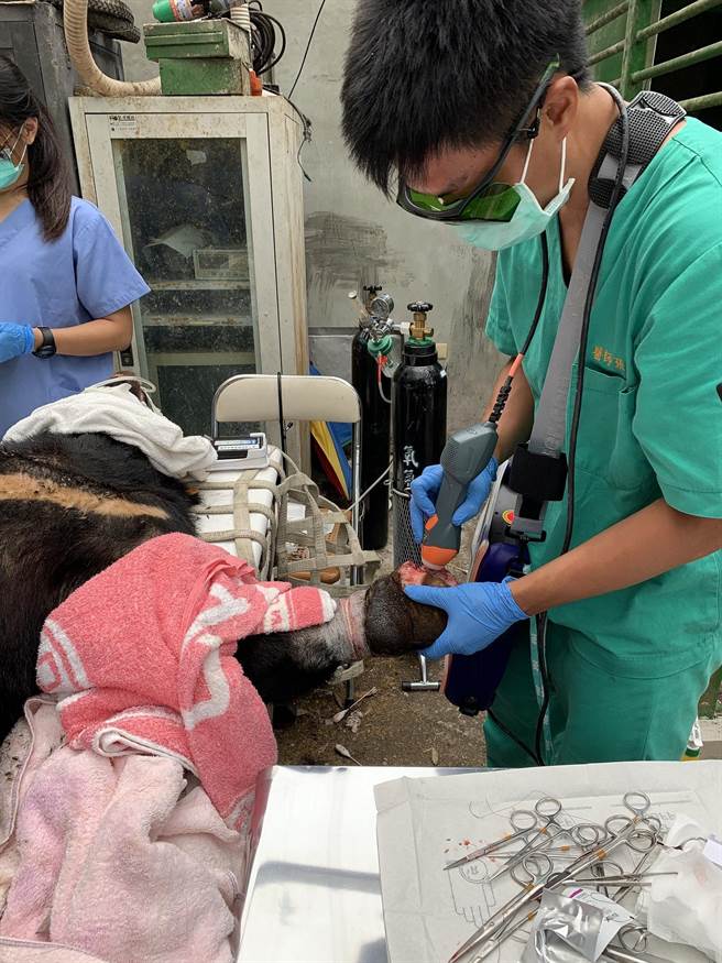 兽医师发现黑熊左前掌第一指骨外露，进行截骨手术及伤口处理。（东势林管处提供／王文吉台中传真）