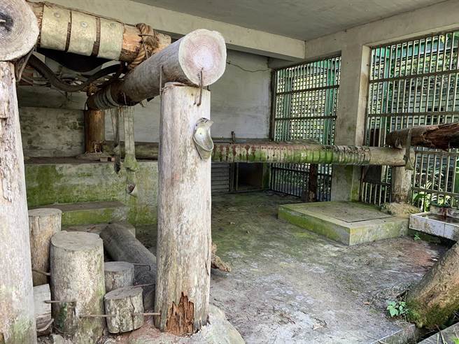 东卯山黑熊接受截骨手术后移置半室外熊舍继续照养，预计仍需2至3周时间等待伤口癒合。（东势林管处提供／王文吉台中传真）