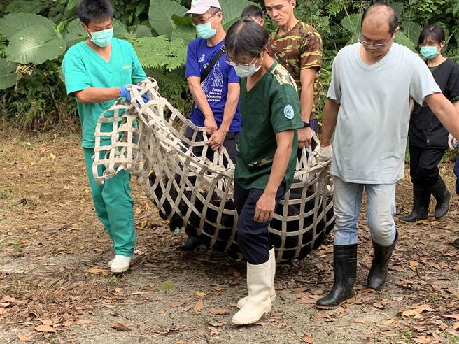 东卯山台湾黑熊误入「山猪吊」套索陷阱受伤，特生中心照养12天后，于10月13日进行第一次健康检查及移笼评估。（东势林管处提供／王文吉台中传真）