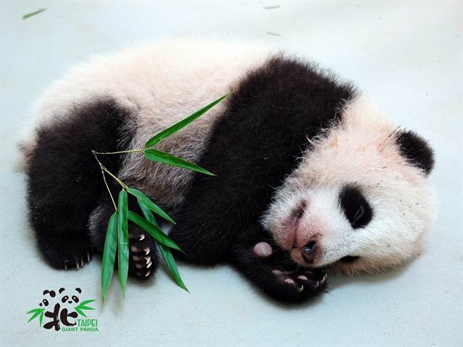 大猫熊宝宝叫「小猫熊」？科学家揭密：差很大(图/臺北市立动物园提供)