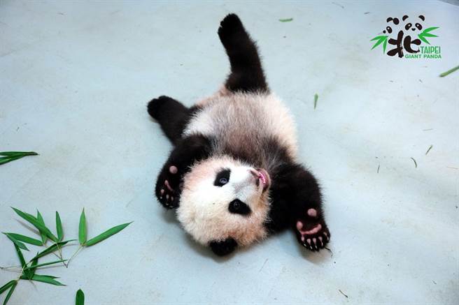 很多游客会以「小猫熊」来称呼大猫熊宝宝(图/臺北市立动物园提供)