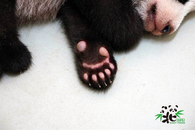 大猫熊和小猫熊的前掌都有6指(图/臺北市立动物园提供)