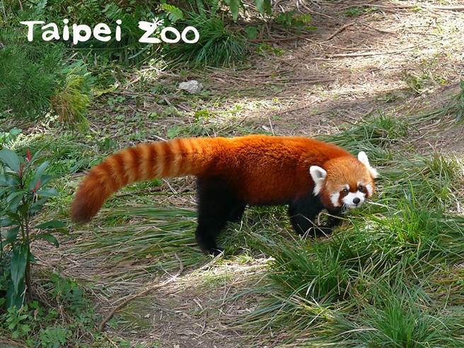 树栖的小猫熊有长尾巴保持平衡(图/臺北市立动物园提供)