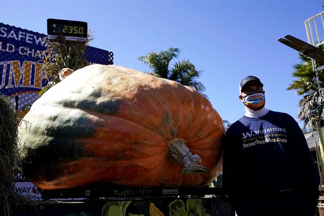 美国明尼苏达州园艺教师吉恩格种出巨无霸南瓜「老虎王」，以2,350磅（约1,066公斤）夺下今年加州「半月湾」南瓜大赛冠军。（图／美联社）