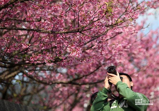 台湾的阳明山国家公园因比邻市区、闹中取静、环境清幽，2020年被美国科学家列为「世界第一个都市安静园区」。图为阳明山花季。(本报资料照/王锦河摄)