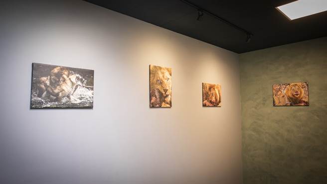 客场休息室一进去就看到4张狮子进食照片。(攻城狮提供)