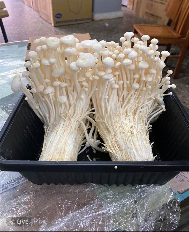 金针菇放冰箱会长大？网揭「惊人真相」，专家解释，冰箱温度刚好适合金针菇生长，而其长大后若没有变质就可以吃，不过建议要煮熟。（图／翻摄自脸书社团好市多商品经验老实说）