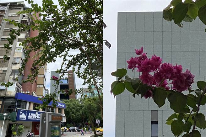 iPhone 11 Pro Max变焦照片实拍。(黄慧雯摄)