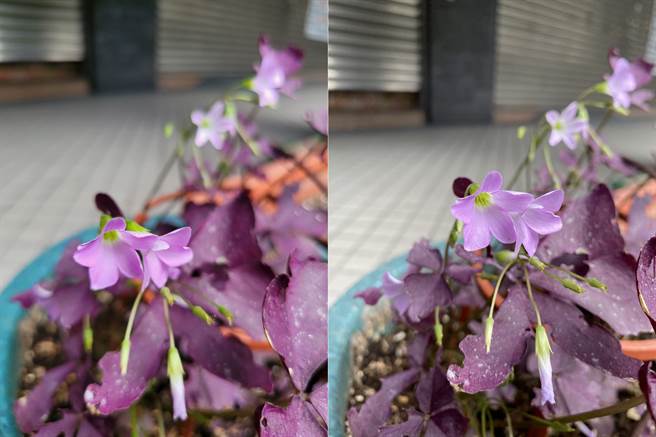 Galaxy Z Fold2(左)对比iPhone 11 Pro Max日间实拍(1)。(黄慧雯摄)