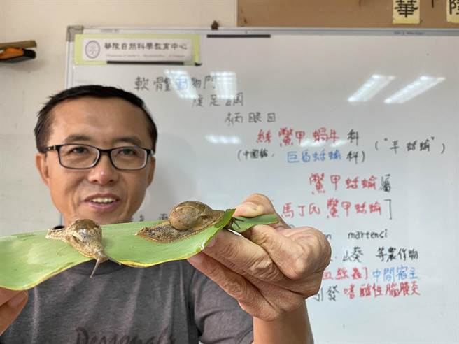 从事科学教学与研究的华顺发，19日出示在虎头山下发现的外来种「马丁氏鱉甲蛞蝓」，介于蜗牛跟蛞蝓之间，以肉包壳且生性凶悍。（蔡依珍摄）