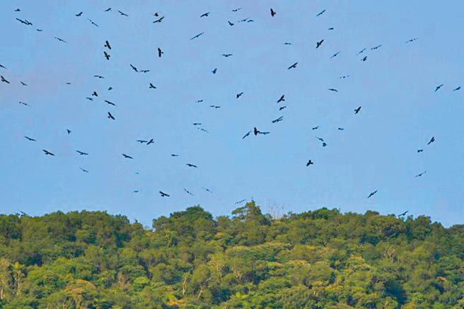 今年灰面鵟鹰过境创纪录，屏东县满州乡可见漫天鹰海。（垦管处提供／潘建志屏东传真）