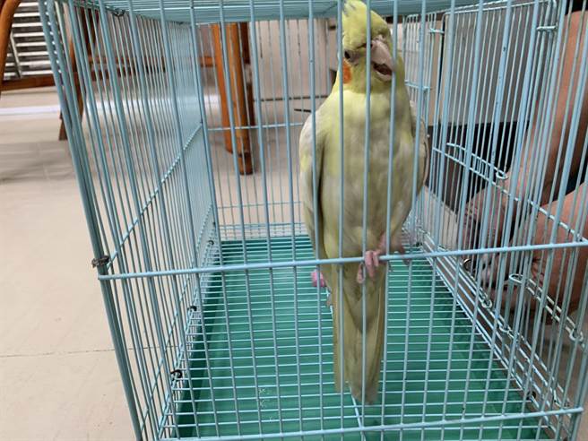 黄羽玄凤鹦鹉逃家飞失，误上外送员机车，失踪1小时后，警方协助失主寻获。（丰原分局提供／王文吉台中传真）