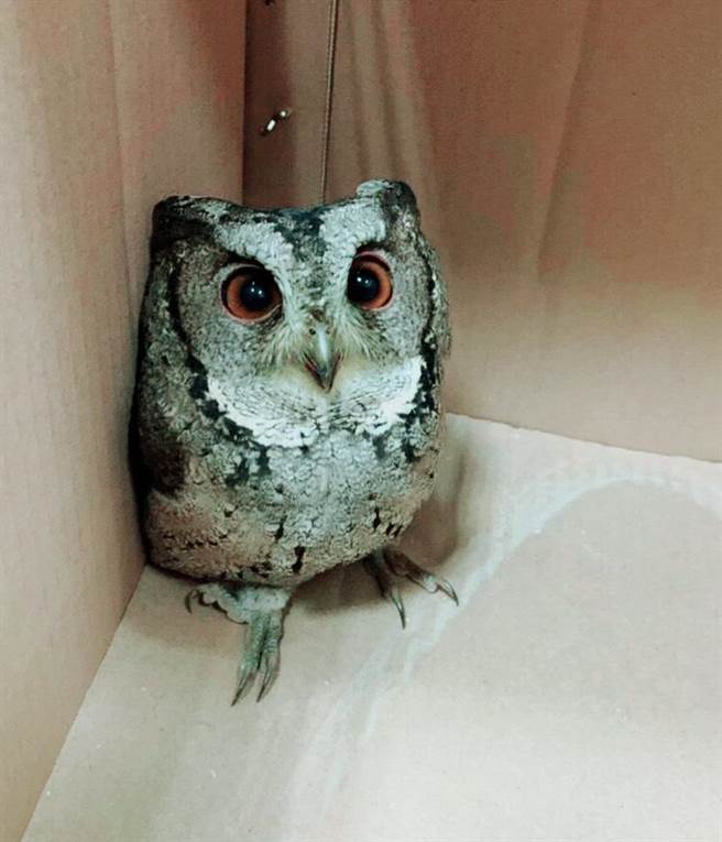 誤闖半山夢工廠的領角鴞，模樣十分可愛。（樹德公司提供／廖志晃南投傳真）