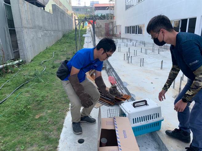 南投縣農業處人員，將領角鴞送到特有生物保育中心。（樹德公司提供／廖志晃南投傳真）