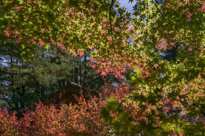 福壽山農場最美楓紅松廬日本掌葉楓月底轉紅 寶島 中時
