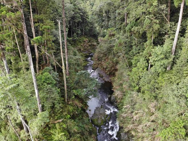 新河岸两道为坚硬岩壁，20年来未有侵蚀情形。（嘉义林管处提供／张亦惠嘉县传真）