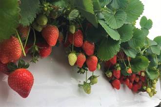 大湖草莓滴灌栽培避旱災 預計11月底開始採收