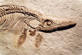 2億年前暴魚化石出土「魚骨超清楚」 專家驚：刷新認知