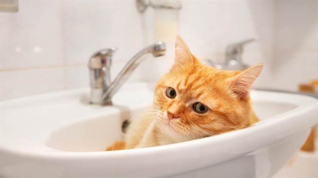 屁貓學會開水龍頭、堵排水孔 30分後屋子淹成「水濂洞」（示意圖／達志影像）