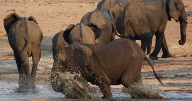 僧人遭到野象襲擊而死。（圖／Reuters）