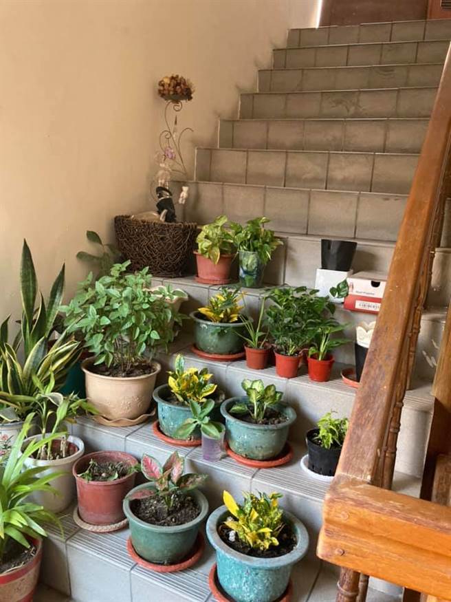一位网友爆料，家里公寓大楼逃生梯竟被邻居改建成专属的「开心农场」，楼梯间尽是堆满了盆栽植物，楼梯被占满到连路都没办法走。（摘自爆怨2公社）