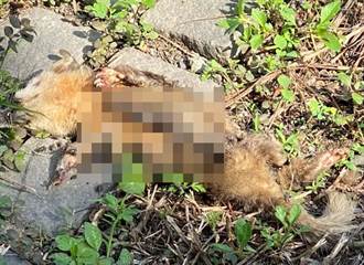 屏東縣內埔鄉發現鼬獾屍體 首例狂犬病陽性反應