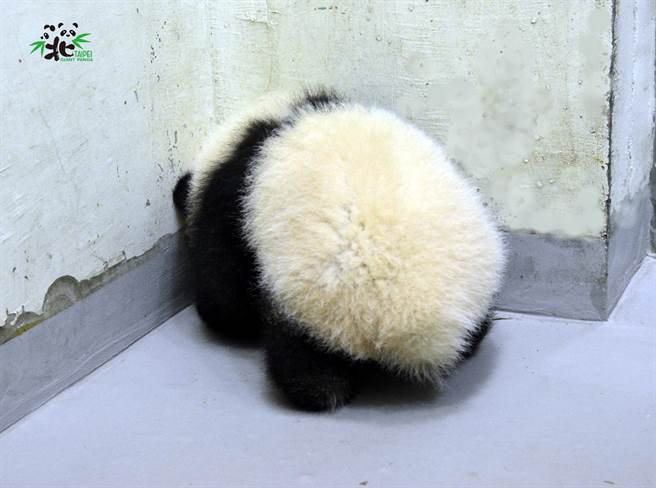 圓寶特別喜歡往牆角鑽 被保育員笑說是「角落生物」(圖/臺北市立動物園提供)