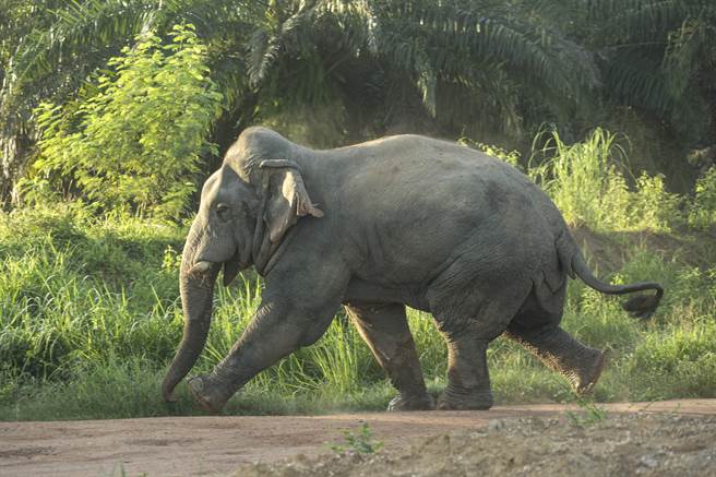 失控巨象樹林暴衝 泰僧來不及逃慘遭重踩斷2半(示意圖/達志影像)