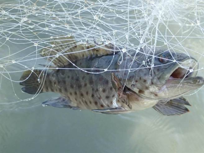 國立海洋科技博物館結合基隆在地師生團隊，針對海廢與微塑膠問題進行科學探究，過程中發現廢棄漁網纏繞著石斑魚。（國立海洋科技博物館提供／陳彩玲基隆傳真）
