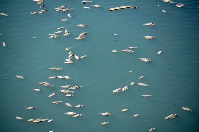 头汴坑溪流经大里区立仁桥上、下游的河床，24日再出现大批死鱼，26日水面上仍有不少死鱼。（黄国峰摄）