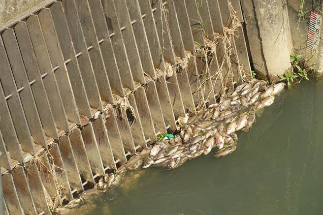 头汴坑溪流经大里区立仁桥上、下游的河床，24日再出现大批死鱼，26日还堵住詹厝园圳取水口，导致农业用水不足。（黄国峰摄）