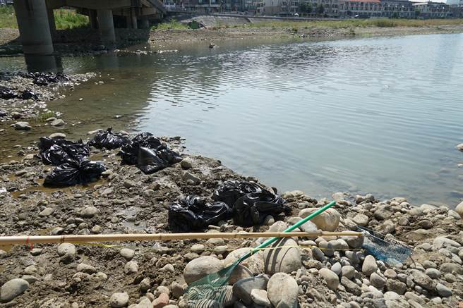 头汴坑溪流经大里区立仁桥上、下游的河床，24日再出现大批死鱼，26日第三河川局派员清理，岸边留下一包包装着死鱼的垃圾袋。（黄国峰摄）