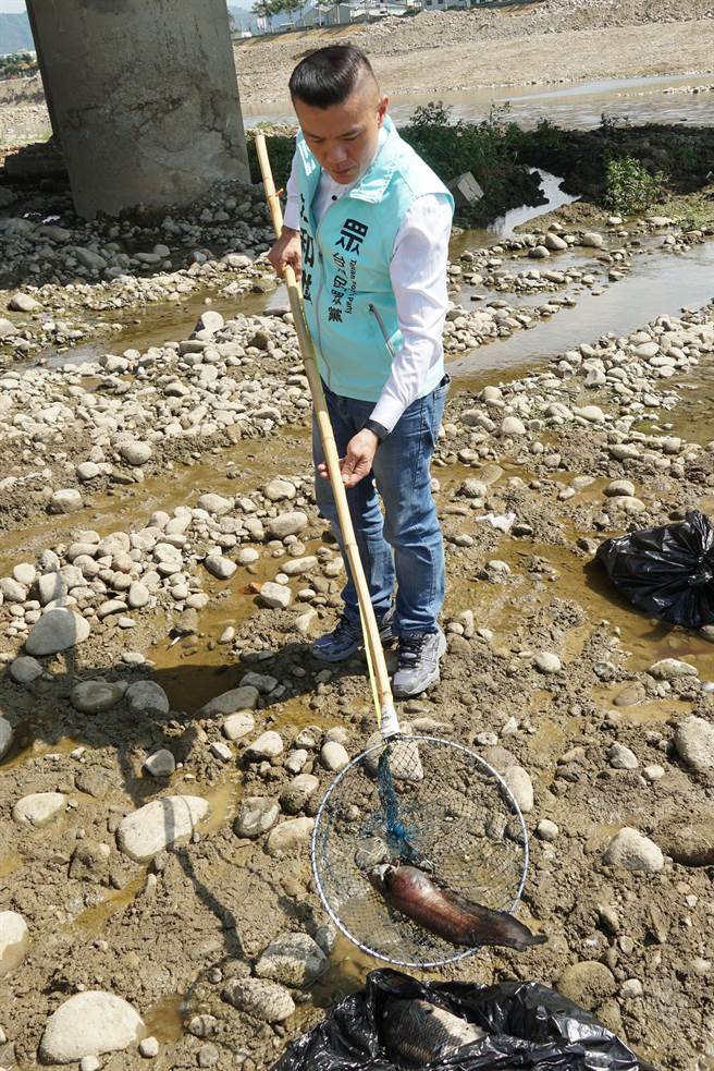 头汴坑溪流经大里区立仁桥上、下游的河床，24日再出现大批死鱼，大里区立德里长江和树26日捞了一尾死鱼表示，连大头鲢都死了，可见水很毒。（黄国峰摄）