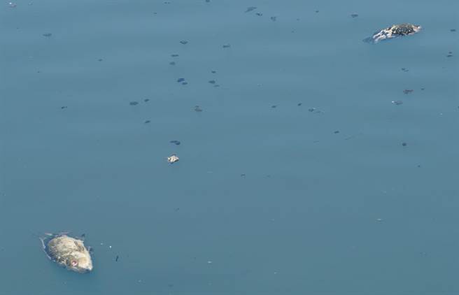 头汴坑溪流经大里区立仁桥上、下游的河床，再出现大批死鱼，26日立仁桥再往上游，死鱼浮尸的水面上，也有黑色的不明物质。（黄国峰摄）