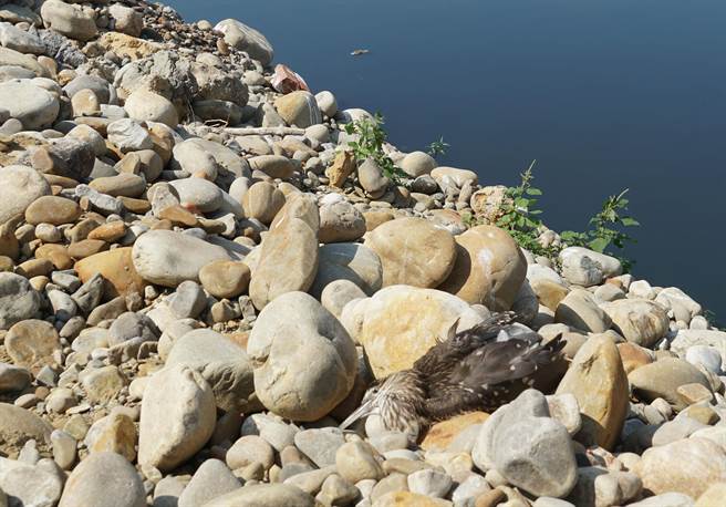 头汴坑溪流经大里区立仁桥上、下游的河床，再出现大批死鱼，26日立仁桥再往上游岸边，发现一只疑是吃了死鱼后死去的水鸟。（黄国峰摄）