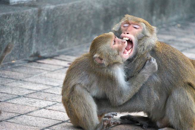 柴山惊见30只猕猴「激烈火拼」 专家：非常罕见(示意图／达志影像)