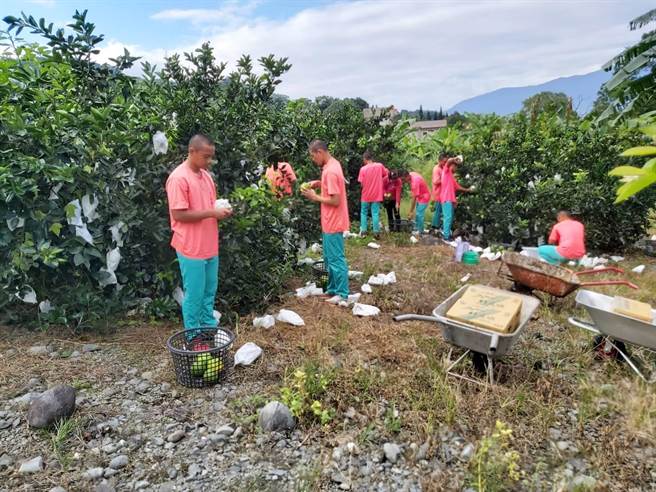 花蓮玉里高中棒球隊員助採柚獨居老農如釋重負 寶島 中時