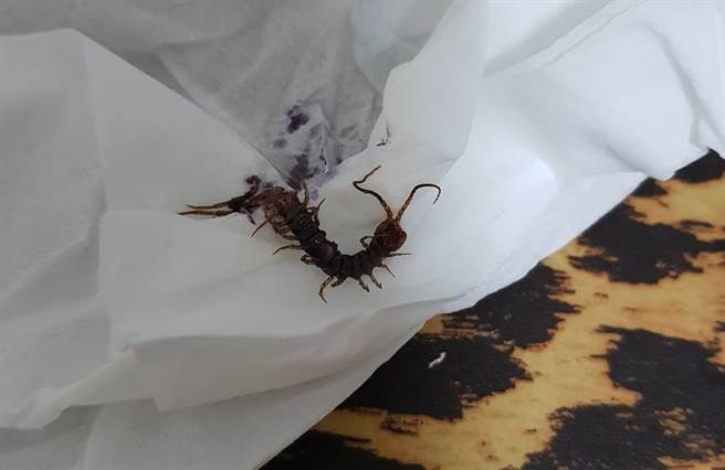 睡觉异物爬胸徒手捏爆 女见真身崩溃全场歪楼：奶奶还好吗(图/网友Chen Main Main授权提供)