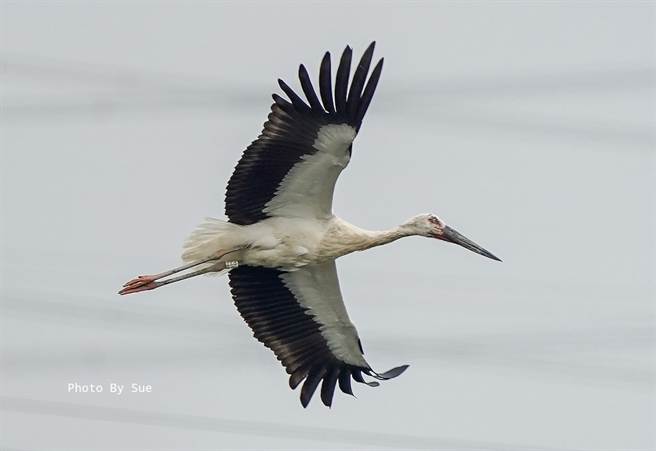飞越千里突静止 珍稀东方白鹳遭电击「双眼滚出」惨死(图/吴素娥授权提供，请勿随意翻拍，以免侵权。)