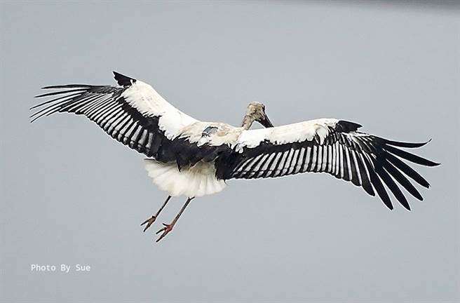 罕见东方白鹳日前意外现踪高雄，让许多鸟友十分惊喜(图/吴素娥授权提供，请勿随意翻拍，以免侵权。)