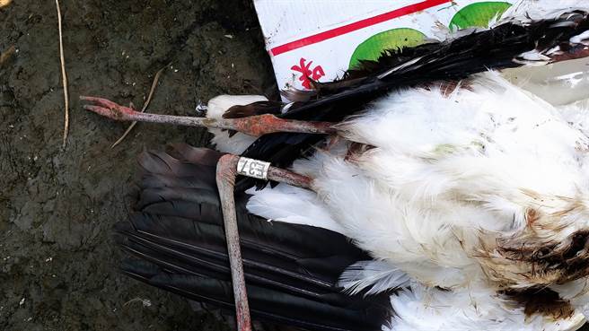 今天早上被鸟友发现E37遭到电击而死。(图/吴素娥授权提供，请勿随意翻拍，以免侵权。)