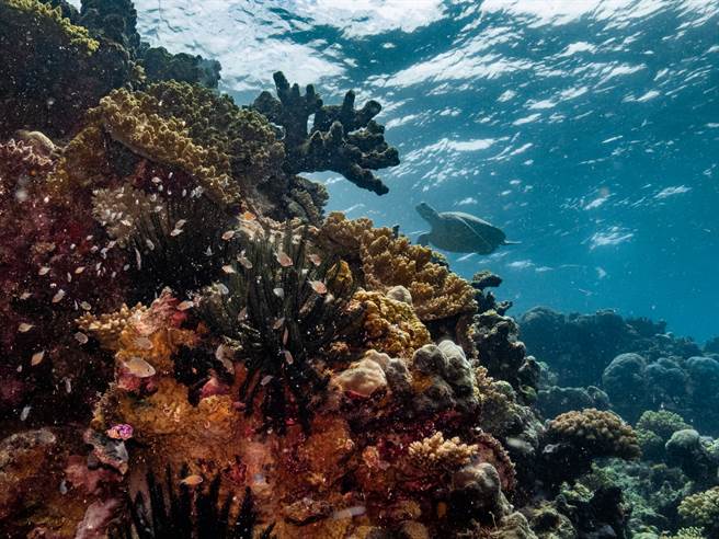 120年来首见 澳洲海域惊现「巨大珊瑚礁」：跟101一样高(示意图/达志影像)