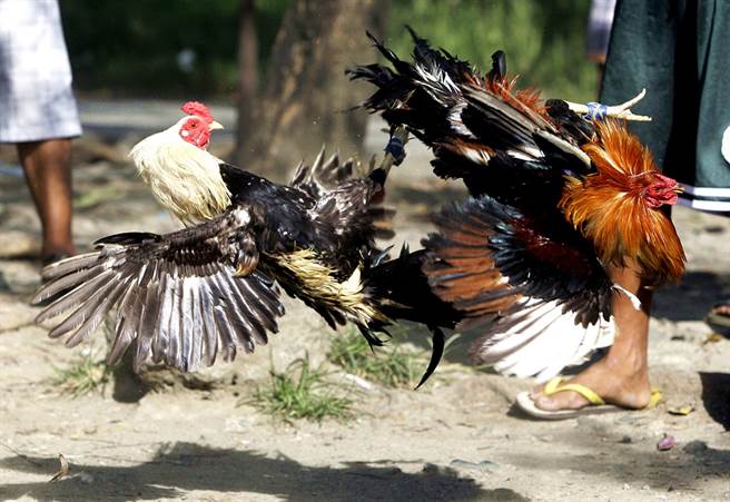 菲律賓警察近期突襲非法鬥雞活動，一名員警竟在查緝過程中遭公雞腳上的尖利刀片劃破大腿骨動脈，最終流血過多喪命。（資料照／美聯社）