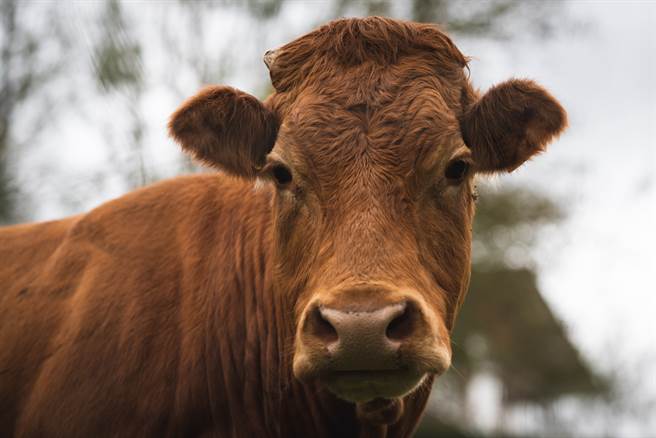 牛疑似已将蛇头扯掉，期间不断的咀嚼蛇(示意图/达志影像)