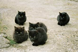 流浪黑貓每天來討食突消失 「複製成5隻」現身屋主看傻