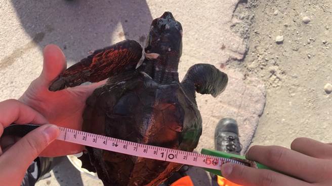 桃園市大園區豬鼻子沙灘今天上午，1隻「欖蠵龜」身上被尼龍麻布繩帶纏繞擱淺。（海巡署提供／賴佑維桃園傳真）