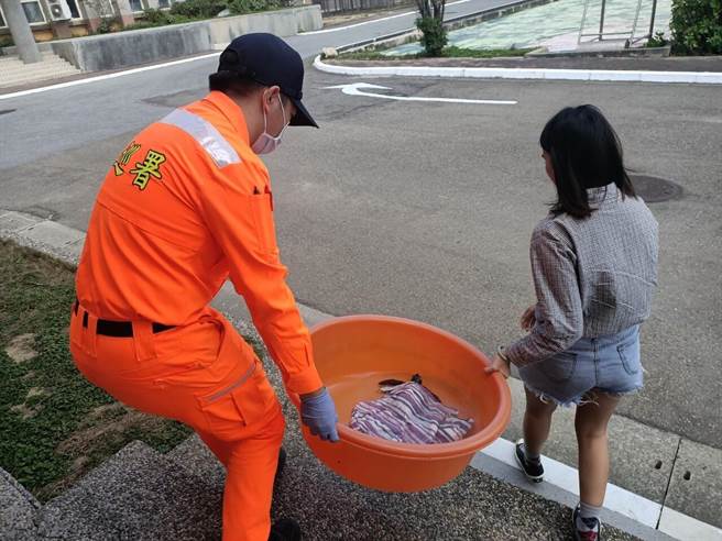 桃園市大園區豬鼻子沙灘今天上午，1隻「欖蠵龜」身上被尼龍麻布繩帶纏繞擱淺。（海巡署提供／賴佑維桃園傳真）