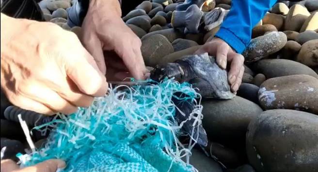 1隻「欖蠵龜」被殘破的飼料袋尼龍鬚鬚纏繞而擱淺，所幸市府海岸工程處海岸巡護隊巡邏發現。（海口里長鄭清木提供／賴佑維桃園傳真）