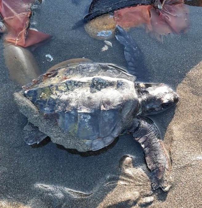 1隻「欖蠵龜」被殘破的飼料袋尼龍鬚鬚纏繞而擱淺，所幸市府海岸工程處海岸巡護隊巡邏發現。（海口里長鄭清木提供／賴佑維桃園傳真）